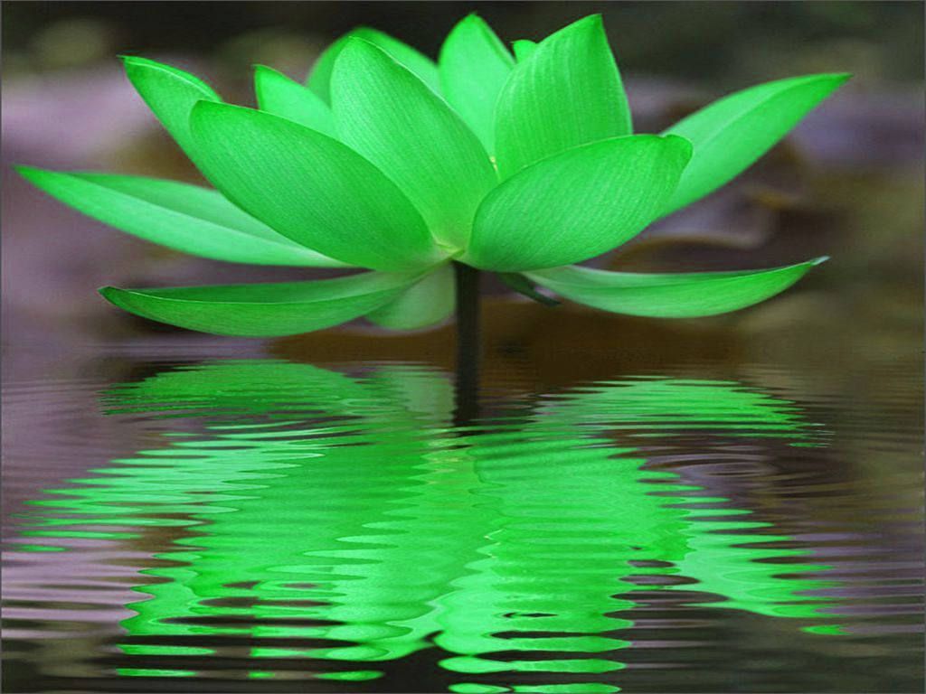 Green Lotus Reflection. Flowers, Green, Mother nature