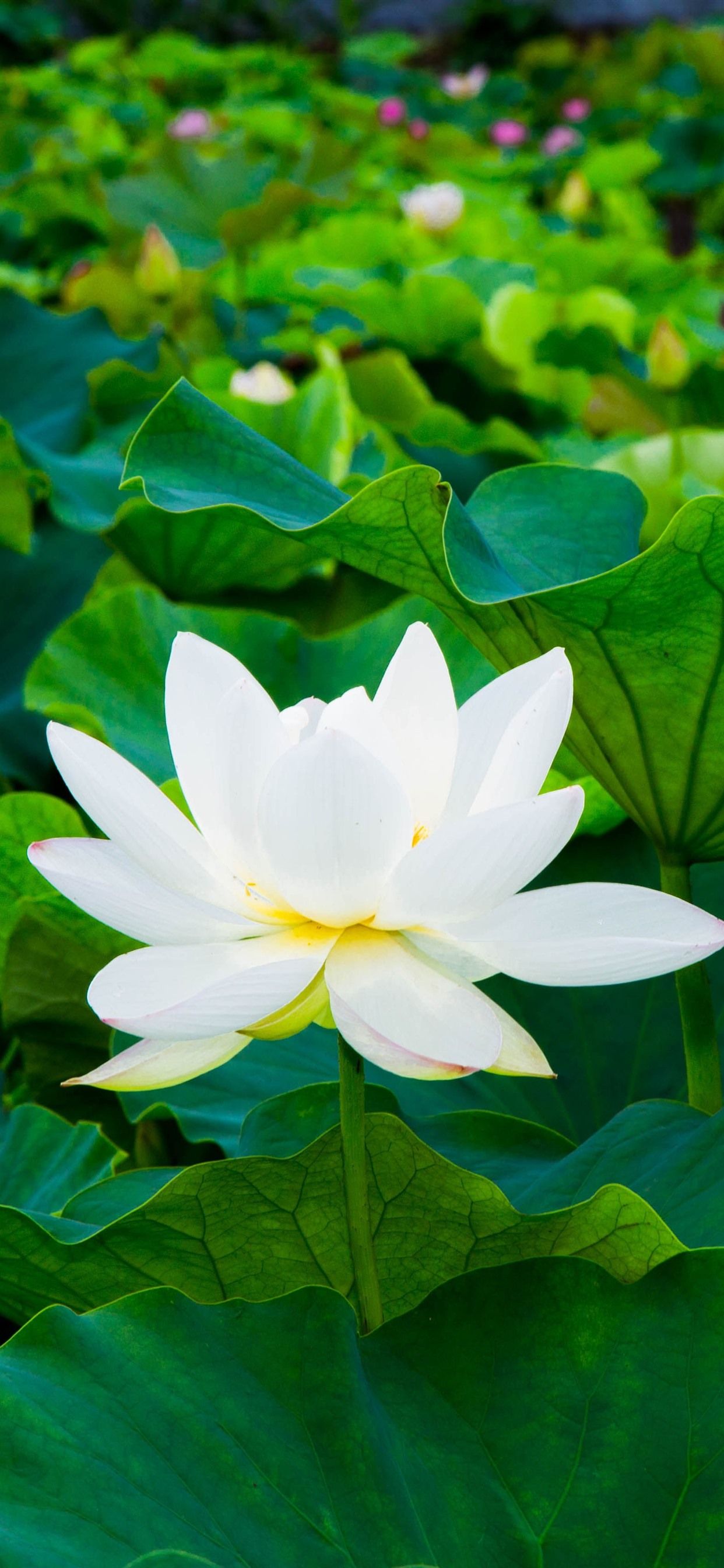 White Lotus, Green Leaves, Flowers 1242x2688 IPhone 11 Pro XS Max