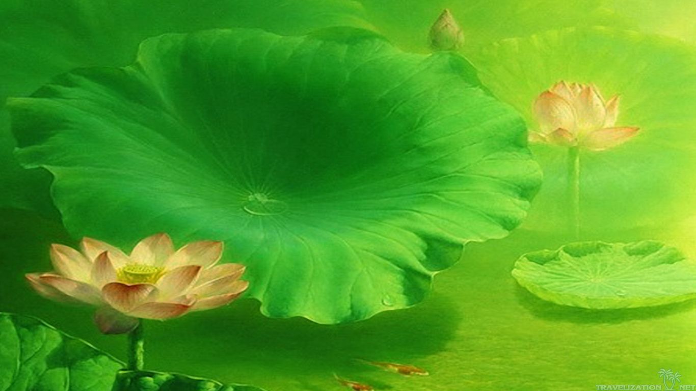 Desktop Background Lotus. Lotus Flower