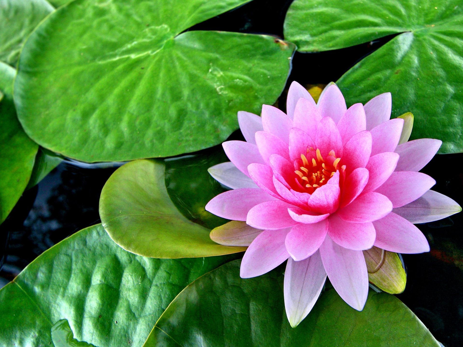 Lotus Pink Flower Green Leaves Pond Lotus Flower HD Wallpaper