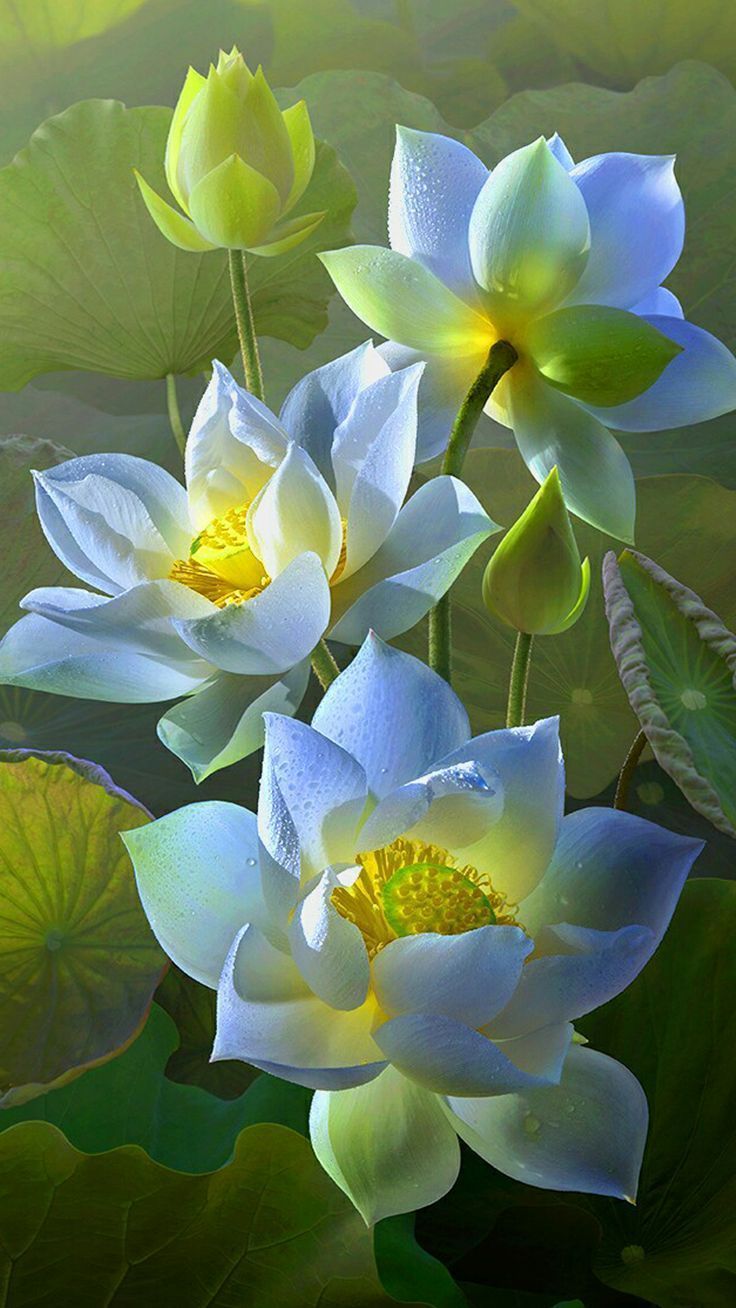 Lotus Flower Wallpaper for Samsung Galaxy J7 Prime Background