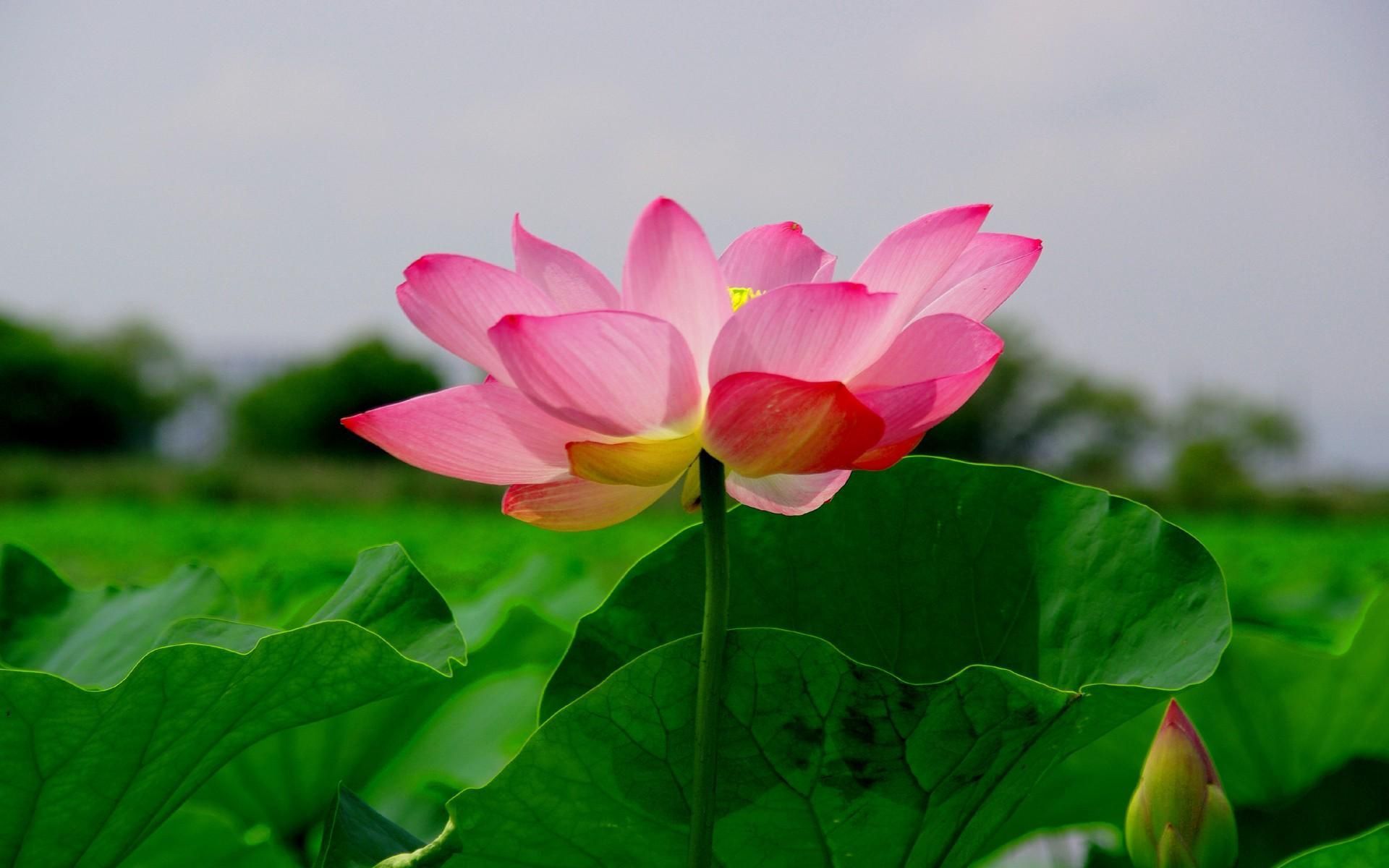 Download Wallpaper 1920x1200 Lotus, Leaf, Green, Close Up