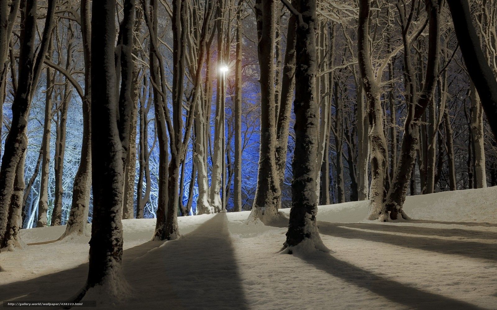 Download wallpaper Winter, night, forest, lantern free desktop