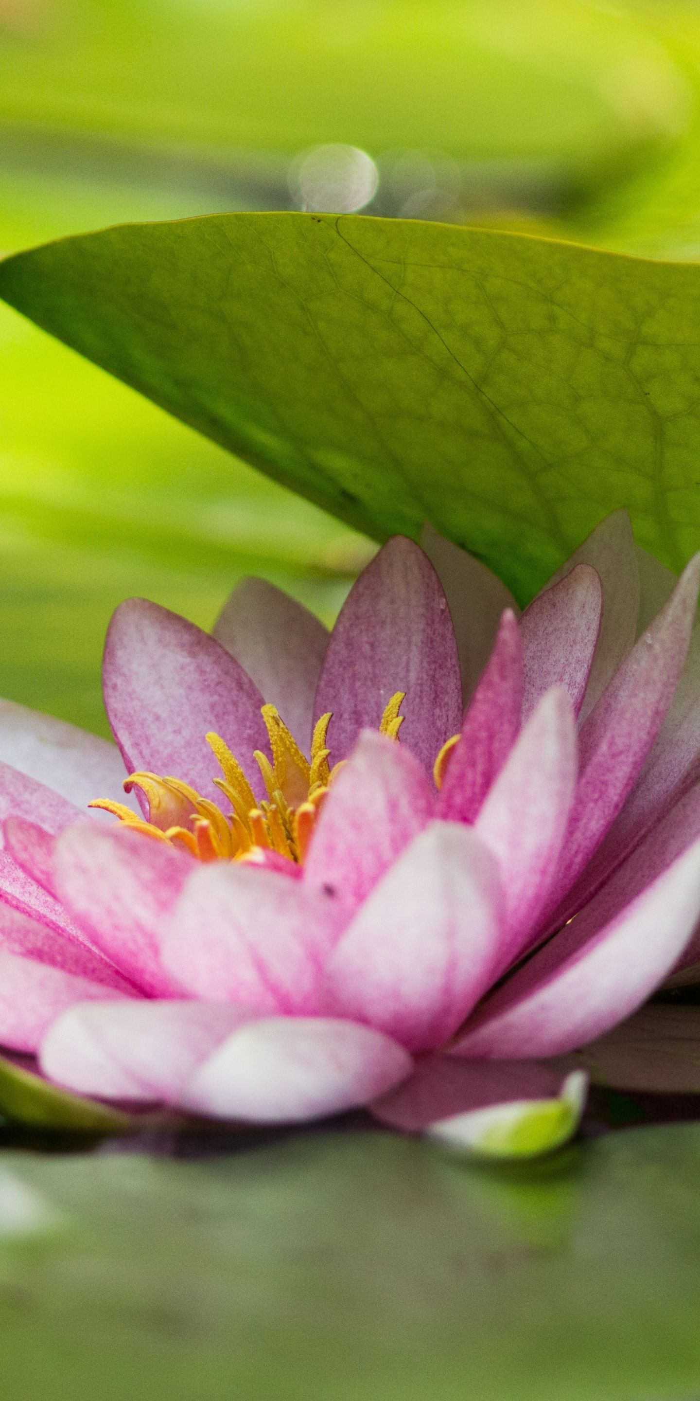 Download Green leaf and pink lotus, flower wallpaper, 1440x2880