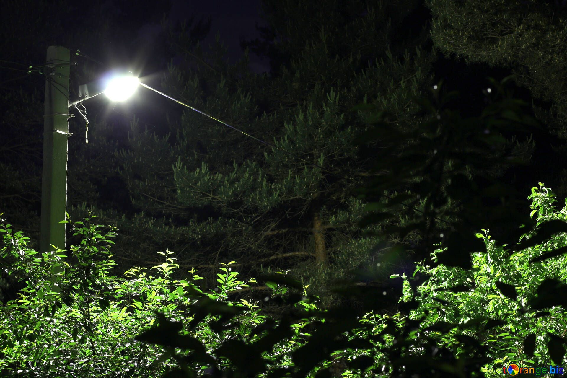 Фонарь в лесу ночью