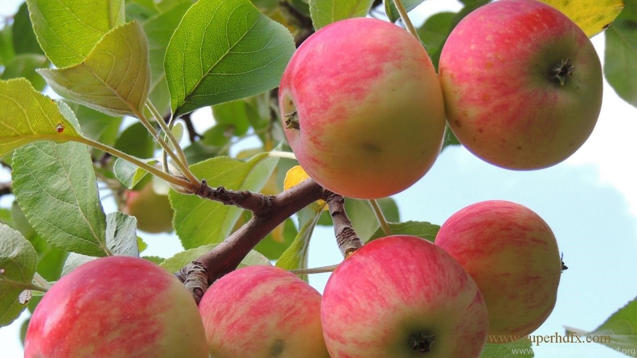 Apple fruit wallpaper HD Desktop Background