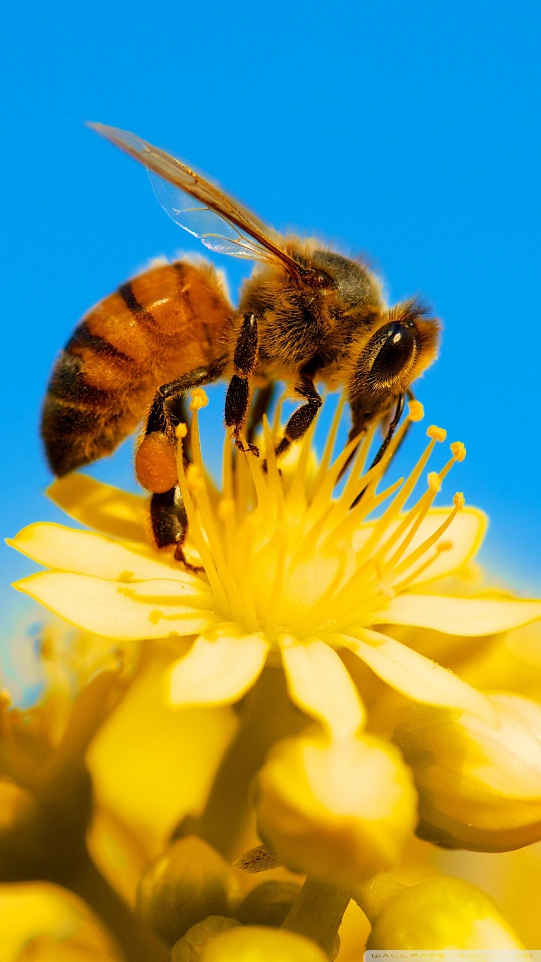 Honey Bee, Yellow Flower, Blue Sky Ultra HD Desktop Background