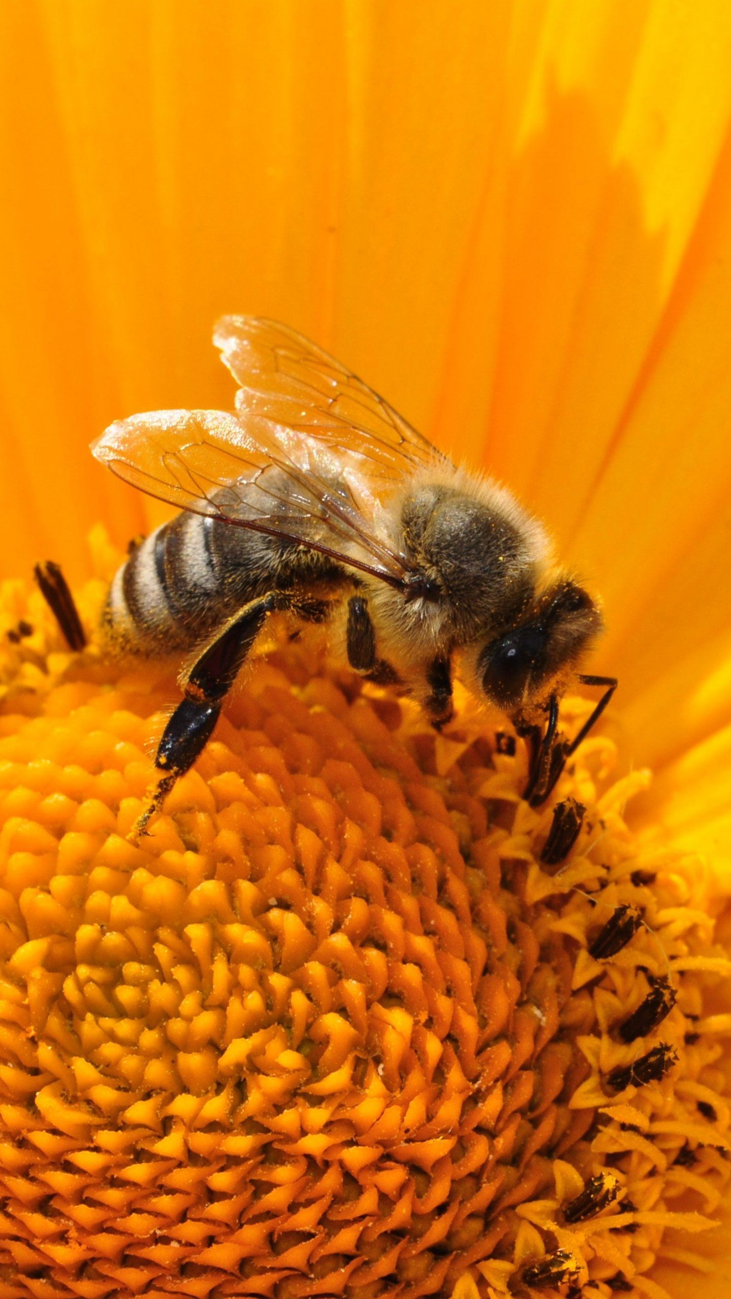 Bee on Sunflower Wallpaper, Android & Desktop Background