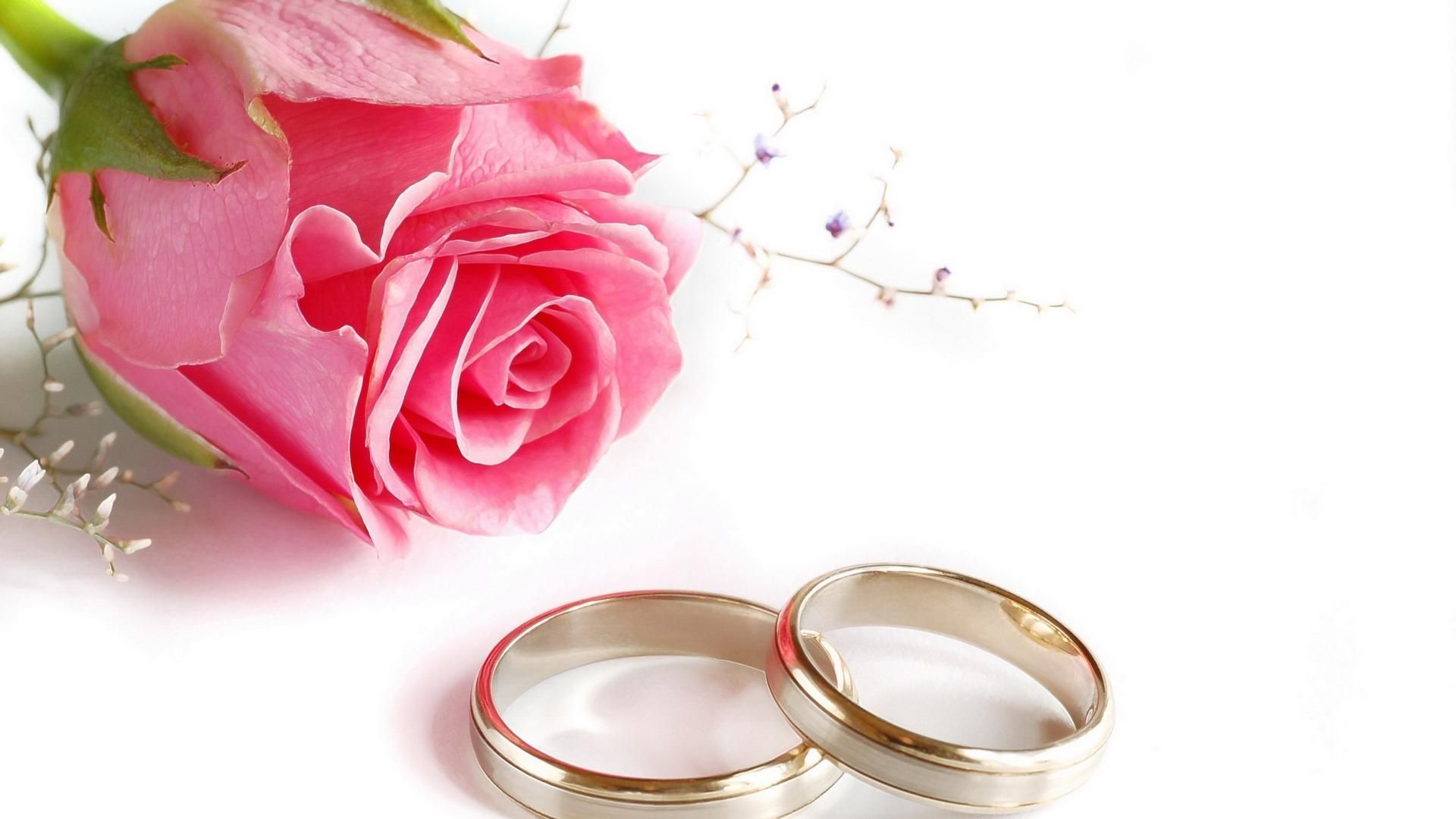 Wedding Rings Rose Flower. Wedding background wallpaper, Wedding