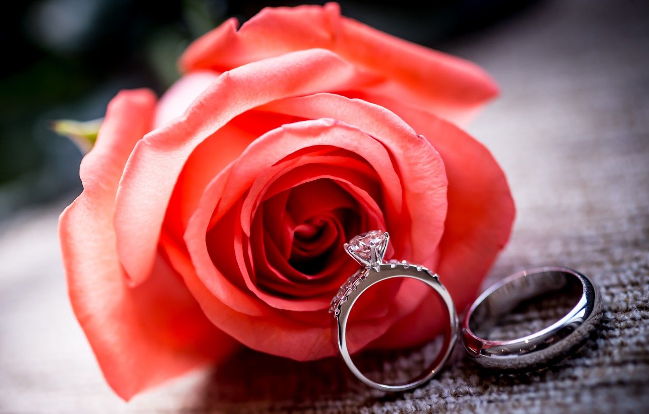 Wallpaper flower, rose, ring, red, rose, ring, wedding image