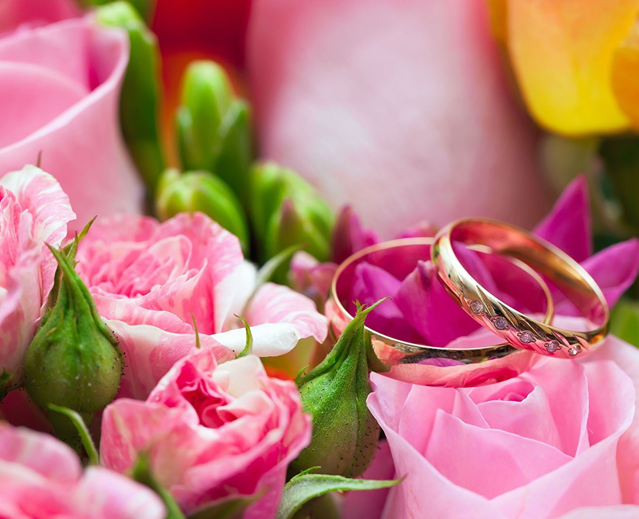 Desktop Wallpaper Gold Roses Flowers jewelry ring Closeup Jewelry