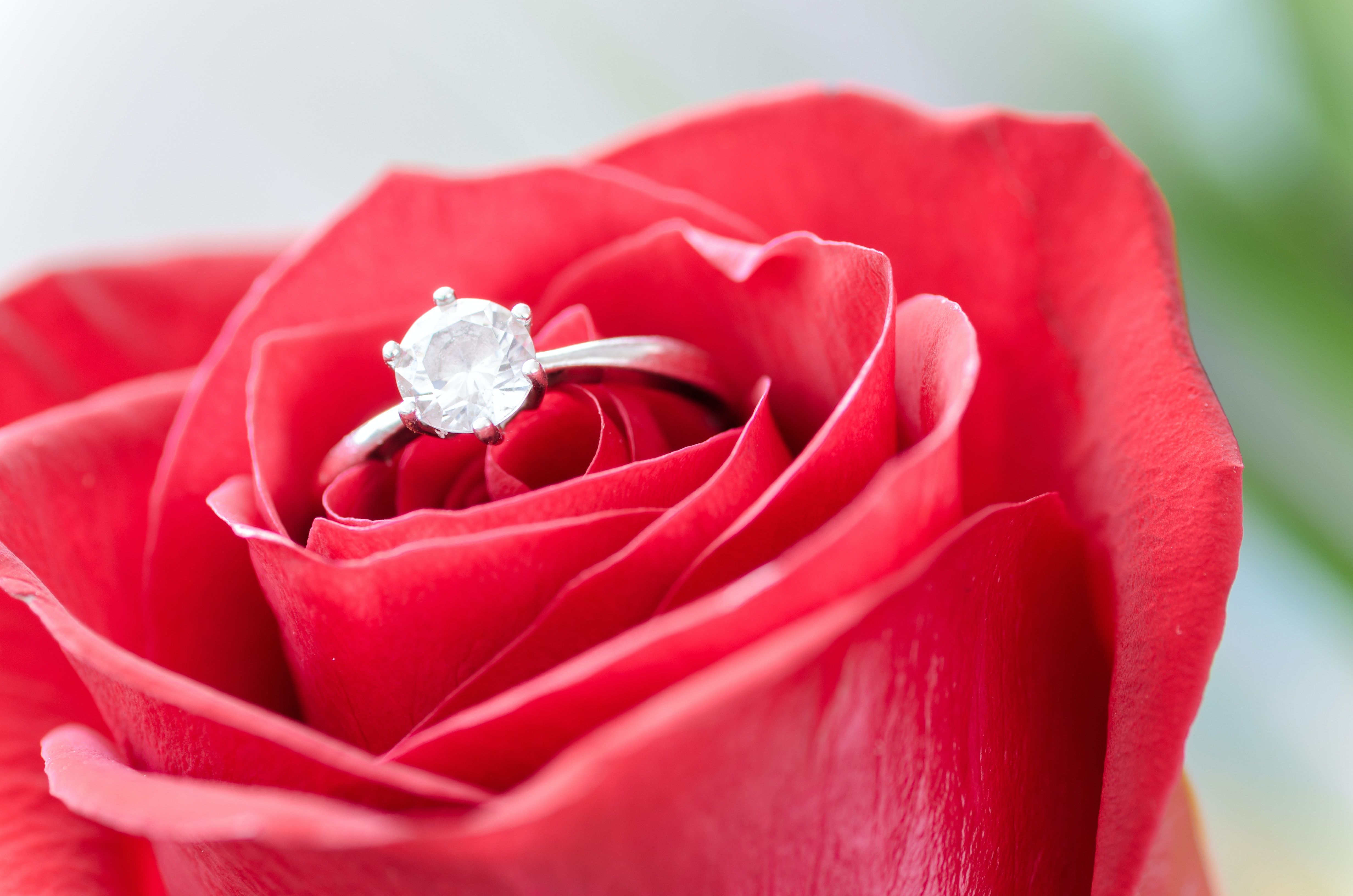 Silver Diamond Embed Ring on Red Rose · Free