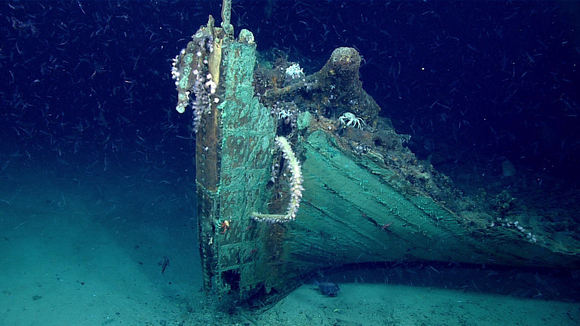 Mystery 200 Year Old Shipwreck Discovered In Gulf Of Mexico
