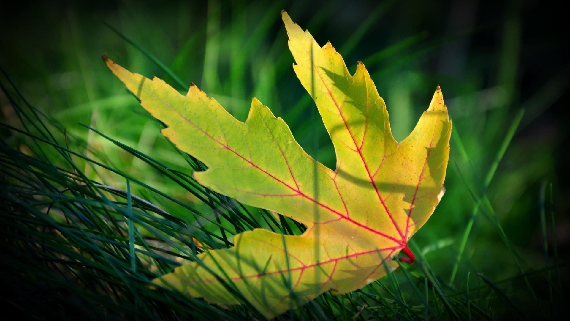 Free download Maple Leaf HD Wallpaper High Definition