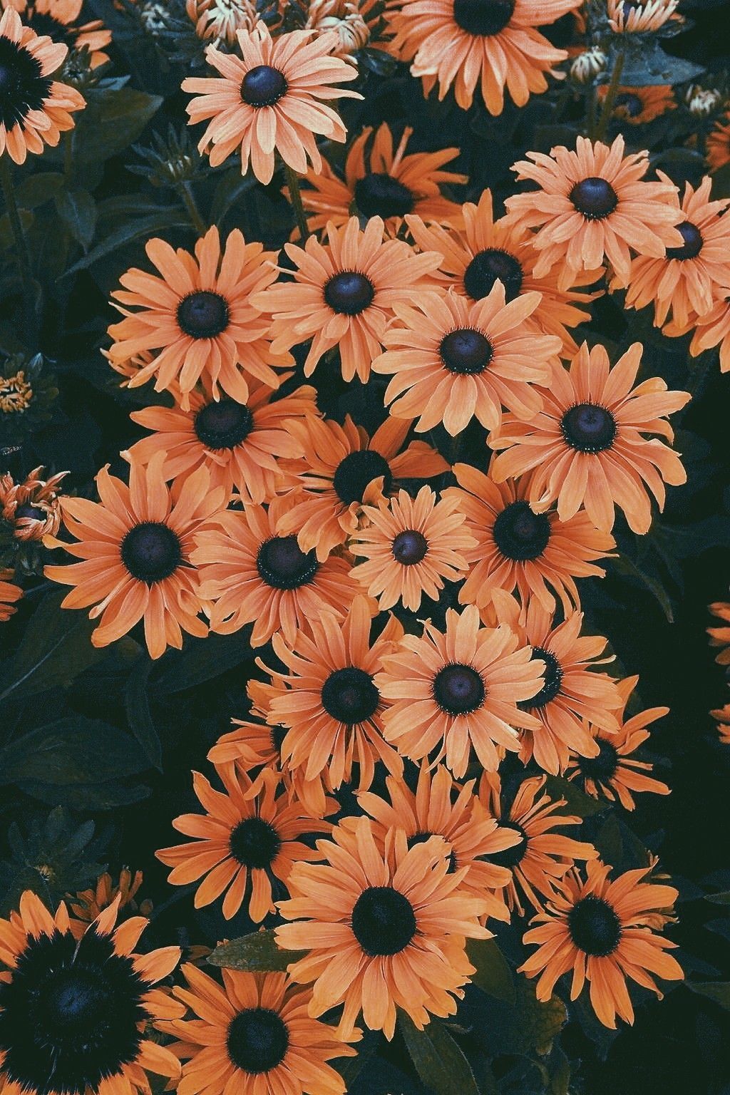 Beautiful summer flower iphone wallpaper. Flower
