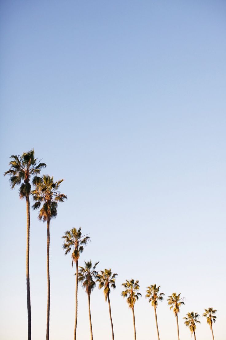 Max Wagner Photography. Palm trees, Wallpaper, Max