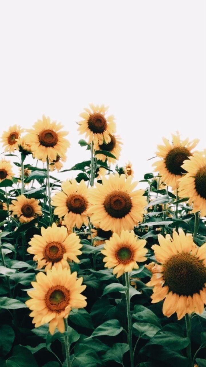 So Pretty. Flower aesthetic, Sunflower