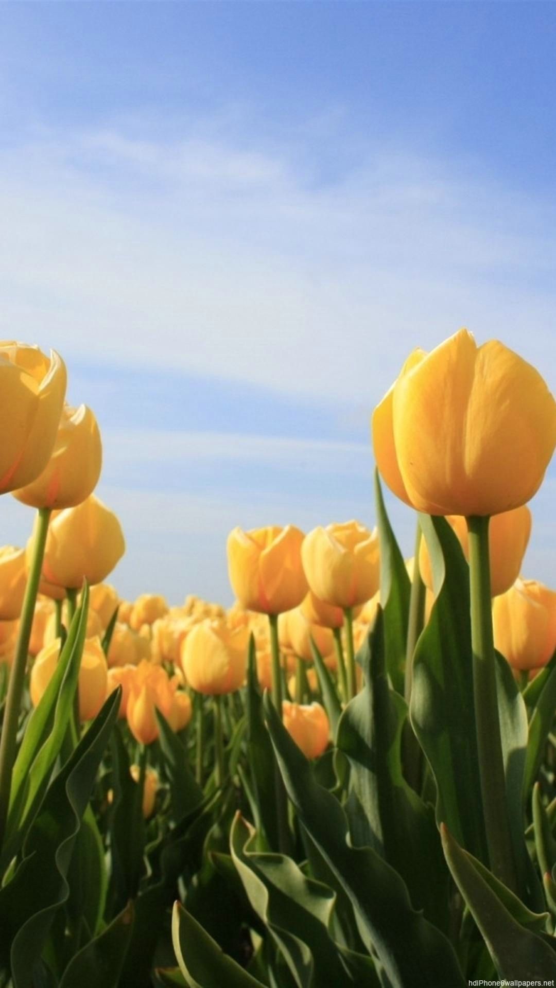 Flowers sun tulip sky yellow. iPhone wallpaper