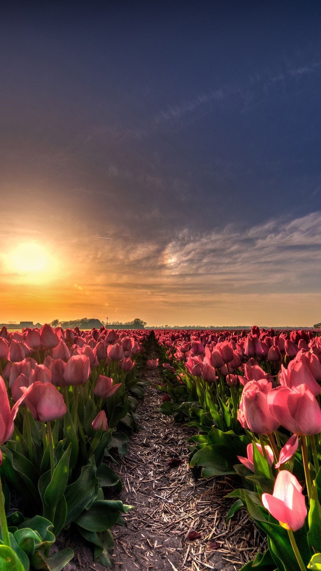 Pink Tulips Field, Sunset 1080x1920 IPhone 8 7 6 6S Plus Wallpaper