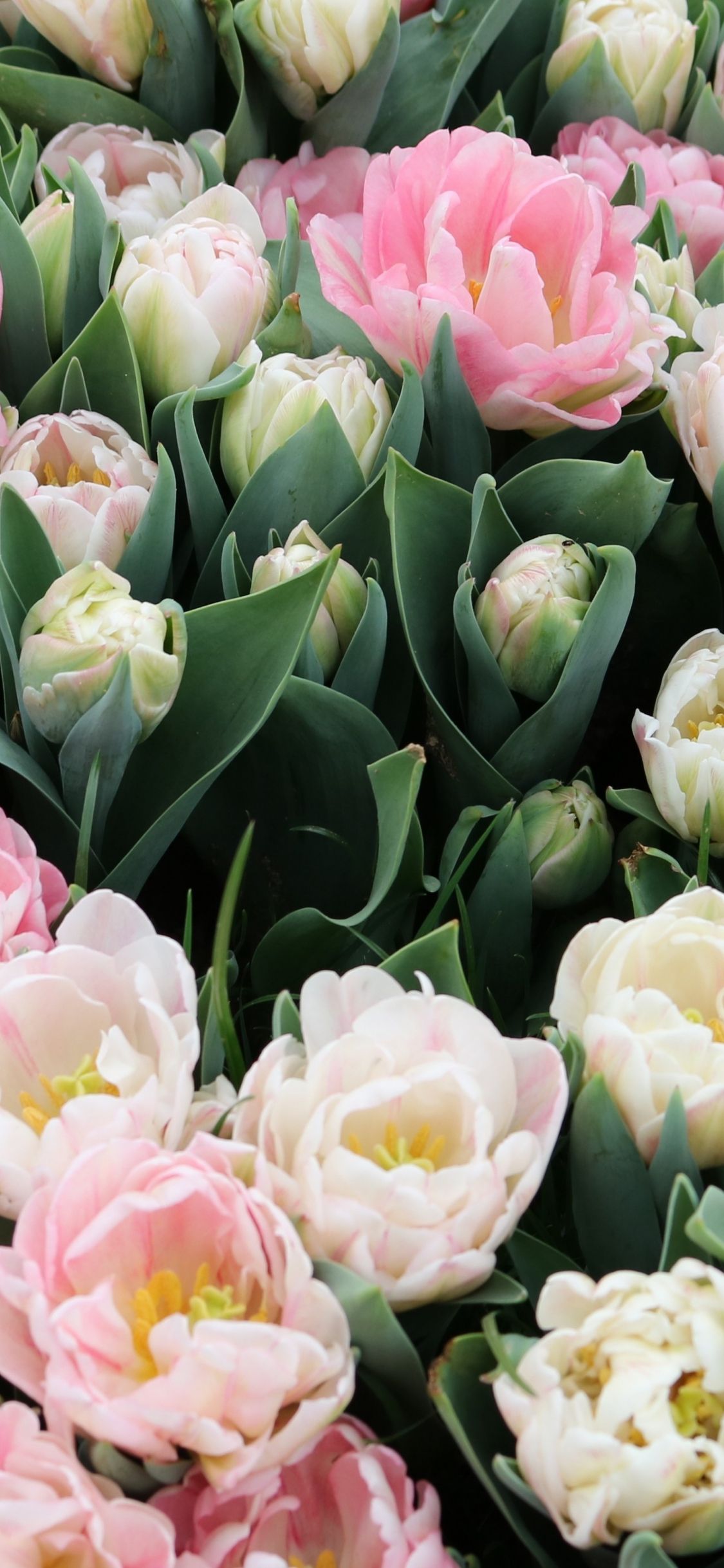Download 1125x2436 wallpaper tulips, fresh, white & pink flowers