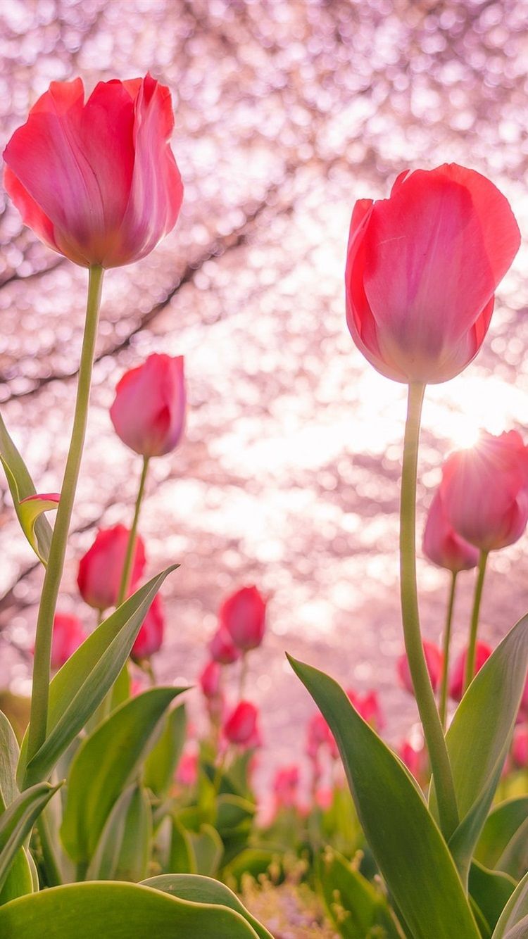 spring tulip wallpaper for iphone