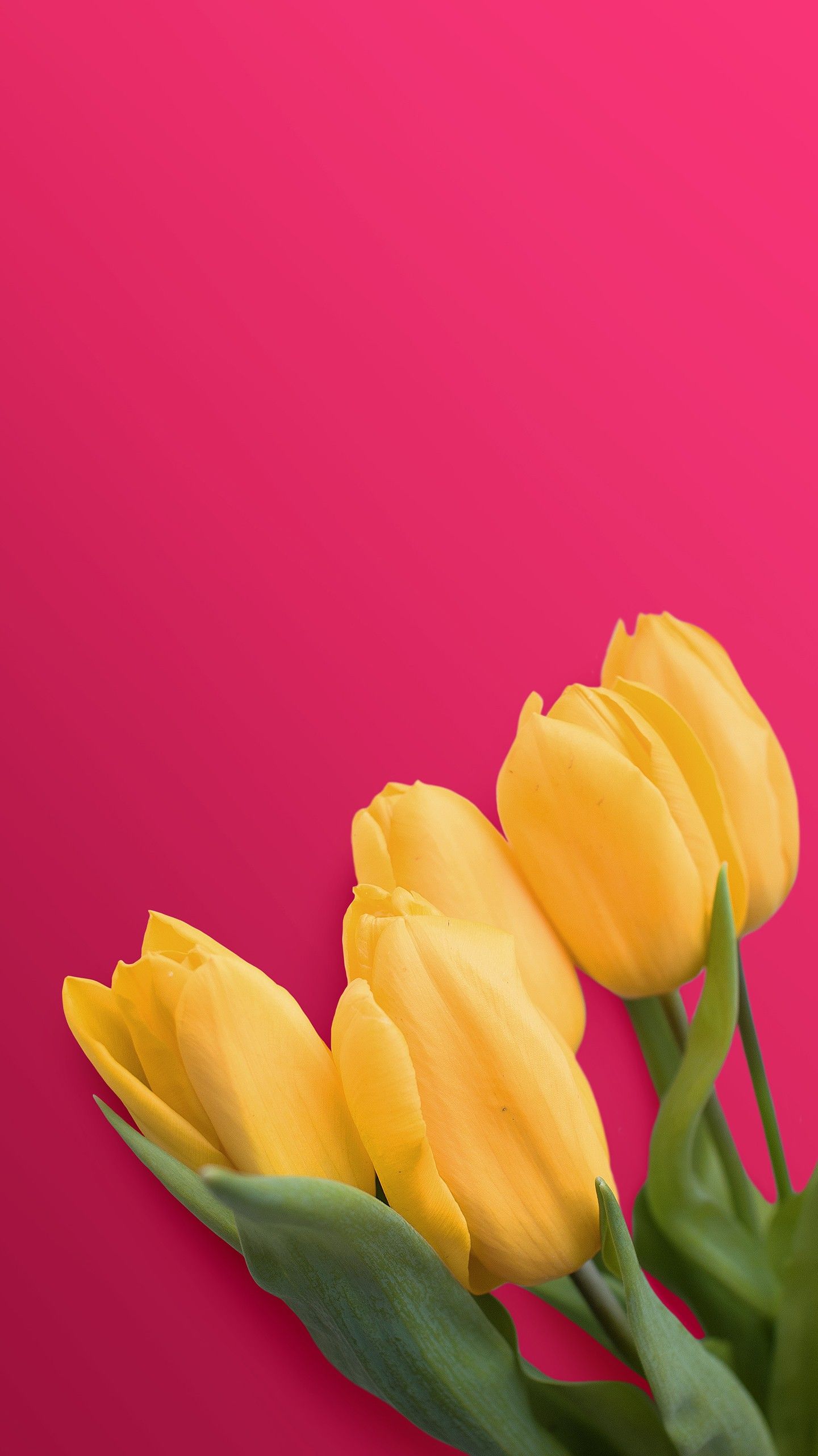 Yellow Tulips 4K Wallpaper