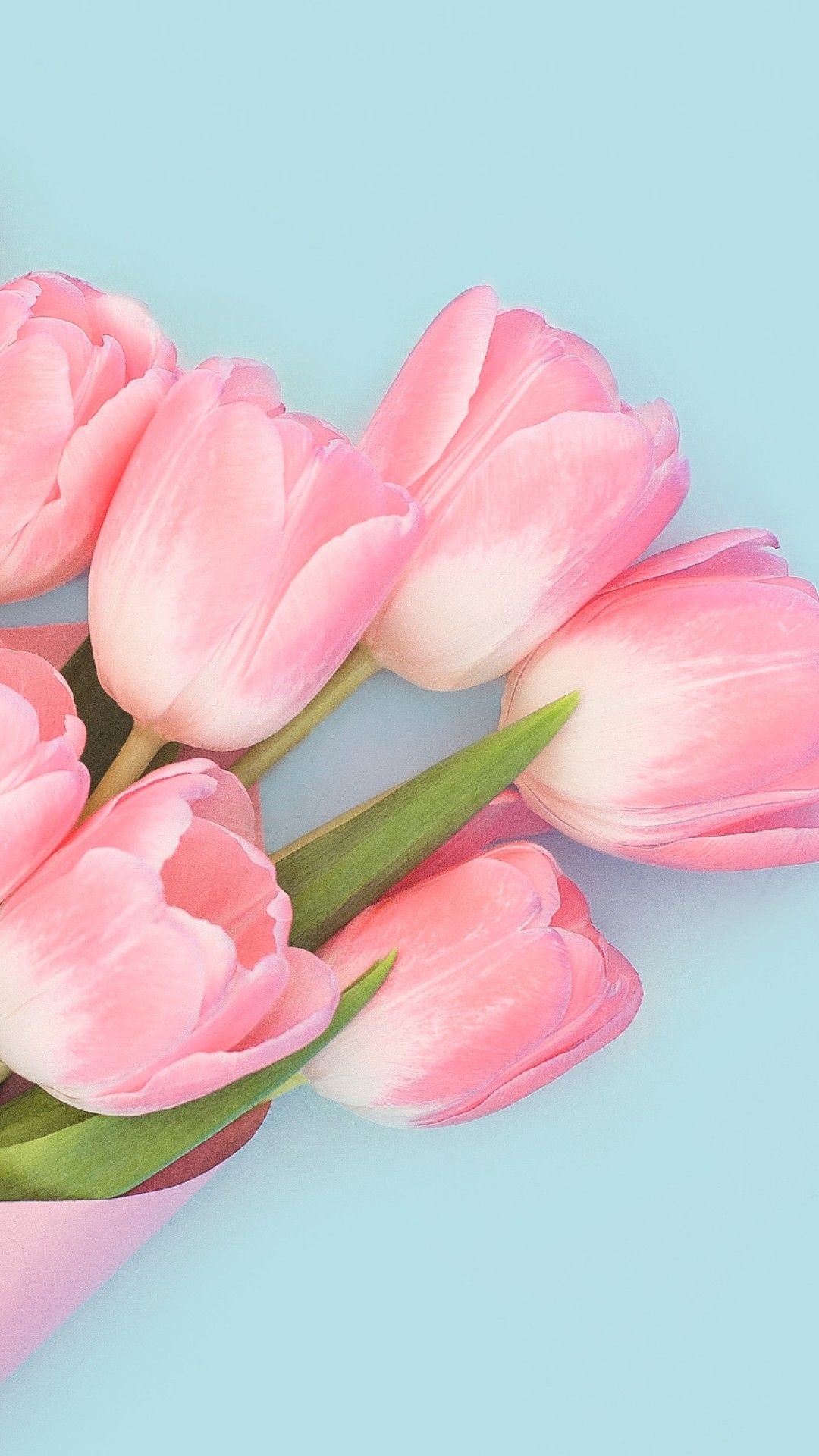 Free Download Beautiful Pink Tulips Flower Wallpaper for Desktop