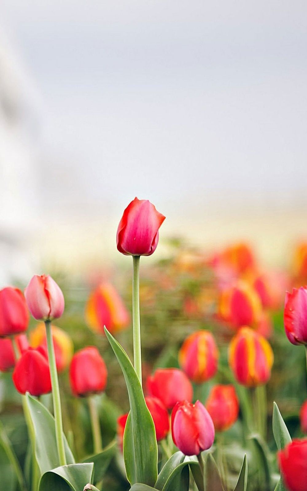 Fence Tulips Flowers Mobile Wallpaper