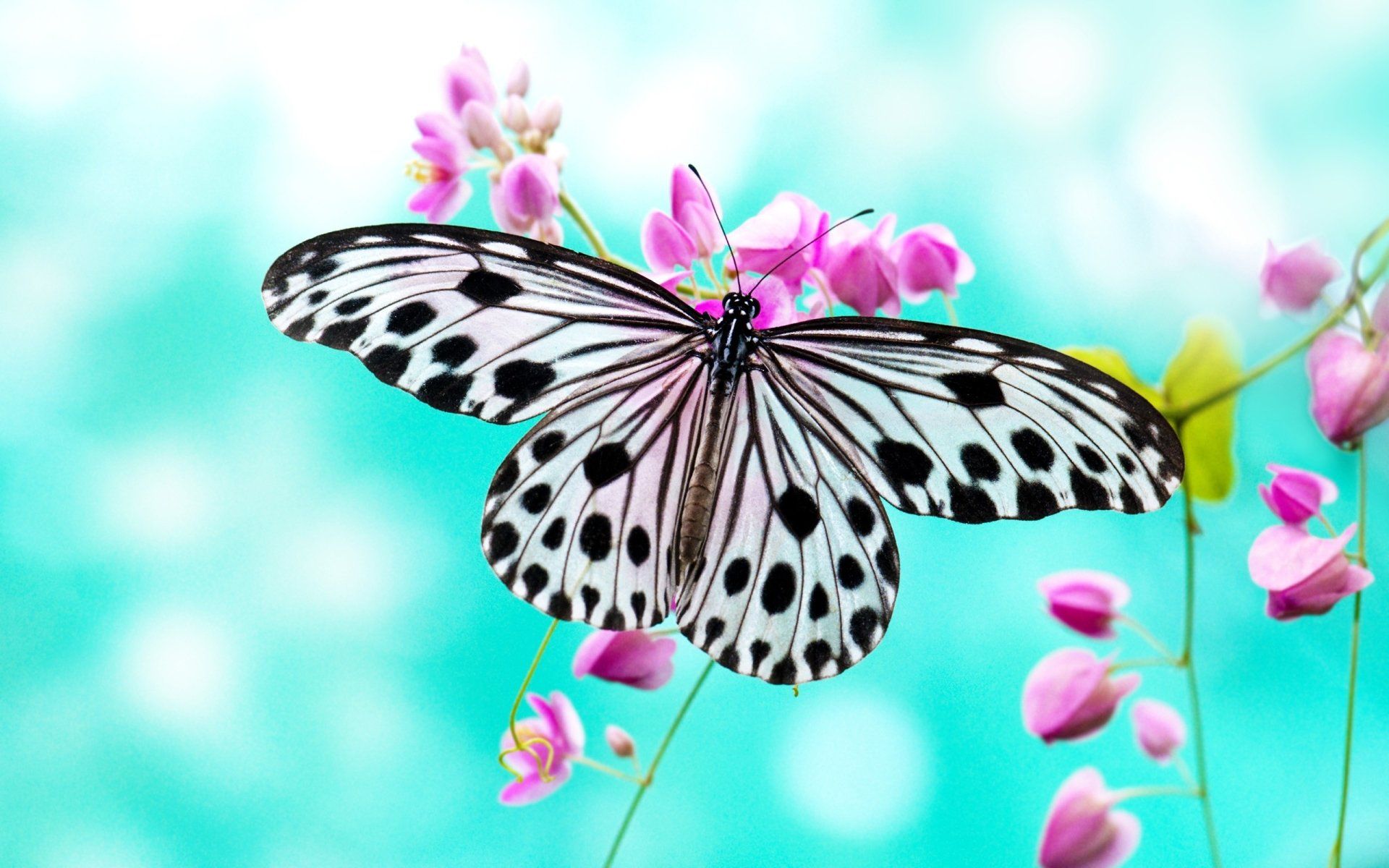 Colorful Butterfly Wallpaper for Desktop