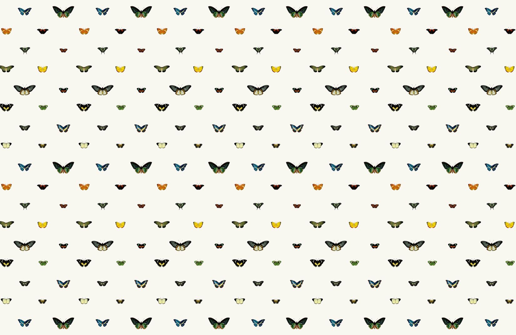 Monarch Butterfly Wallpaper