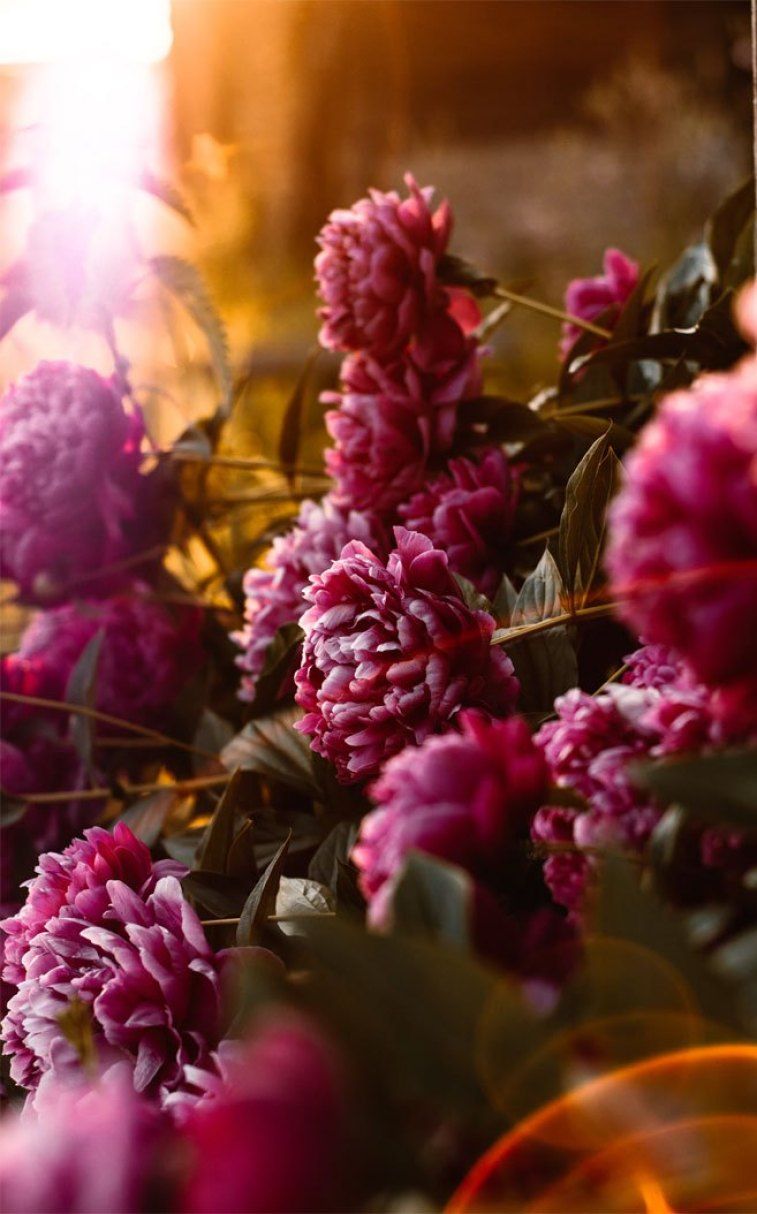 Pretty in dark pink Dahlia, pretty flower picture , iphone wallpaper