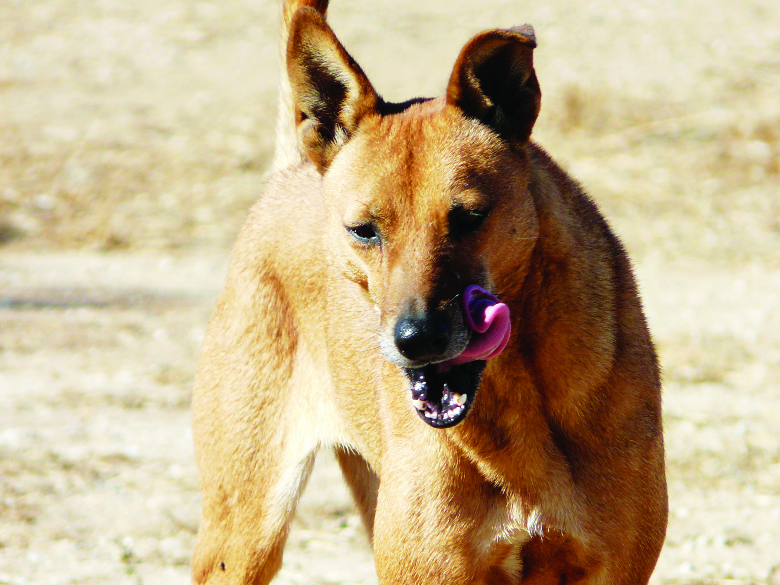 Fawn Carolina Dog photo and wallpaper. Beautiful Fawn Carolina Dog