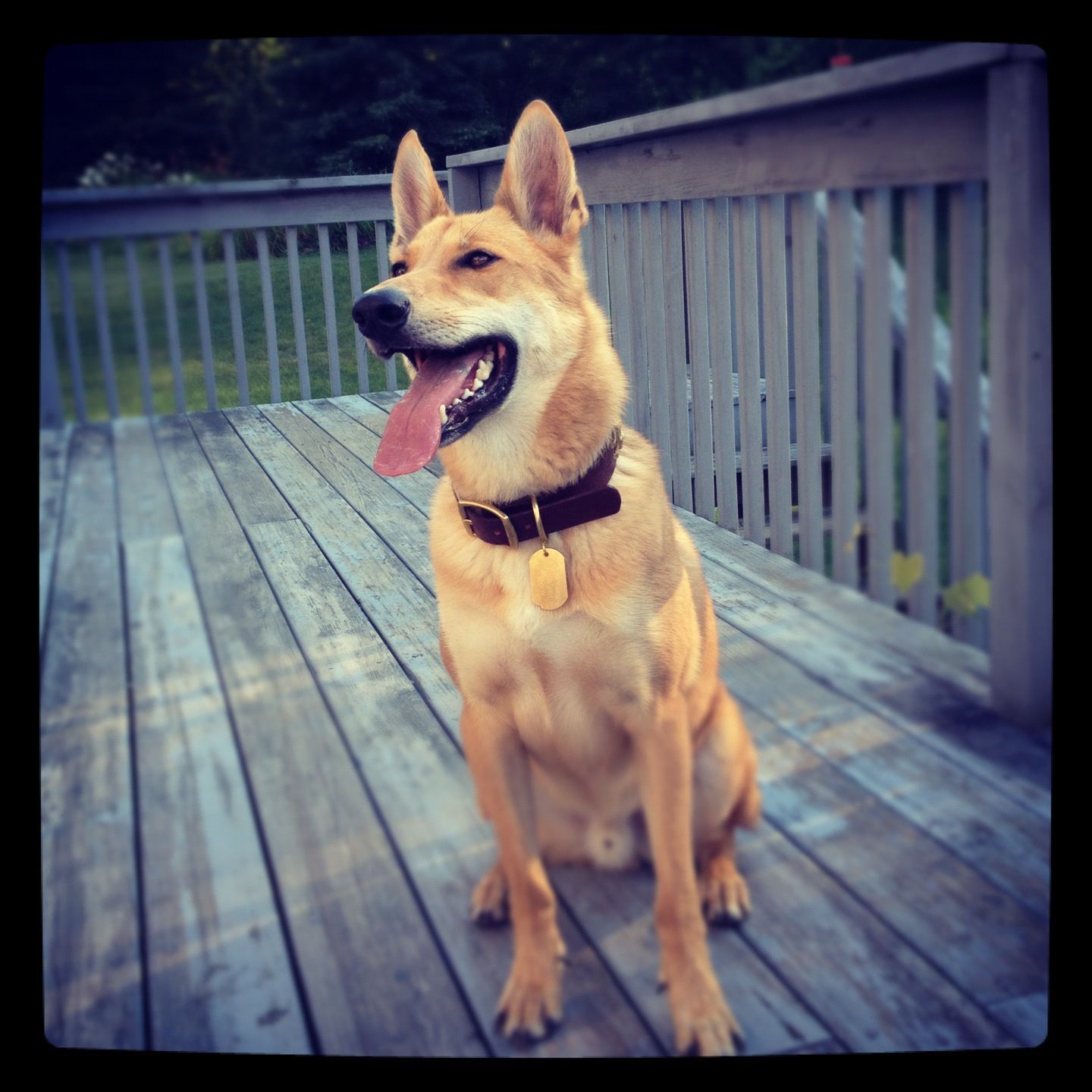 Best Carolina Dog image. Carolina dog, Wild dogs, Dogs