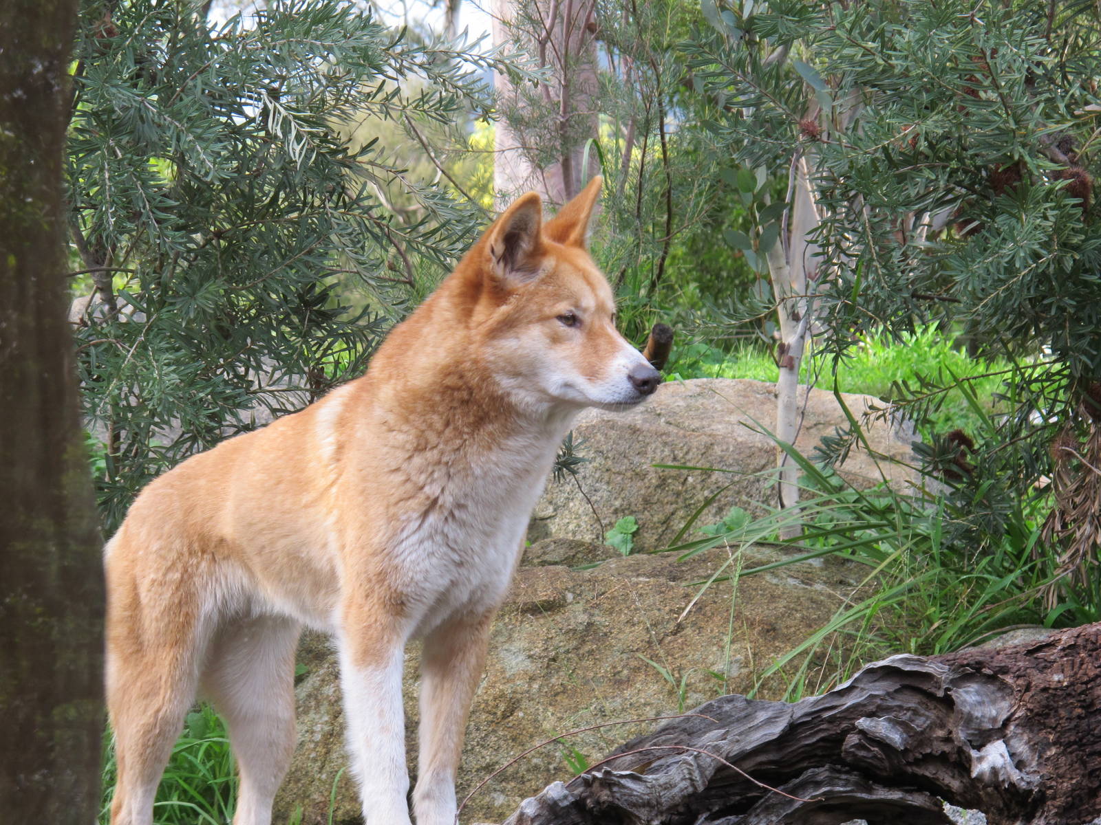Dingo Wallpaper. Dingo Wallpaper, Frisky