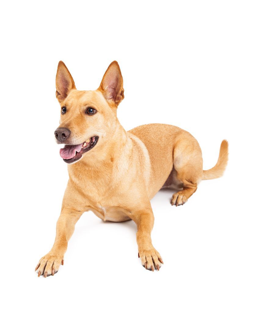 Best Carolina Dog image. Carolina dog, Wild dogs, Dogs