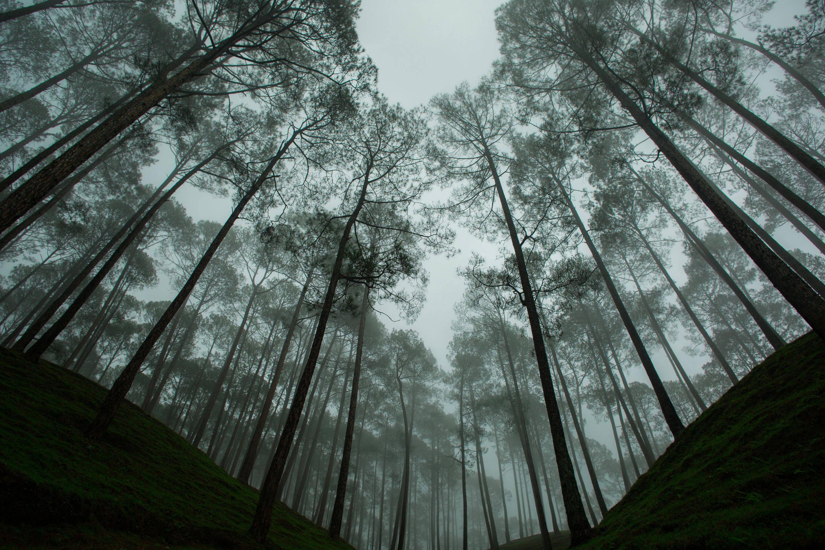 Tranquility in the woods [2765x1834] Almora, India Photograph