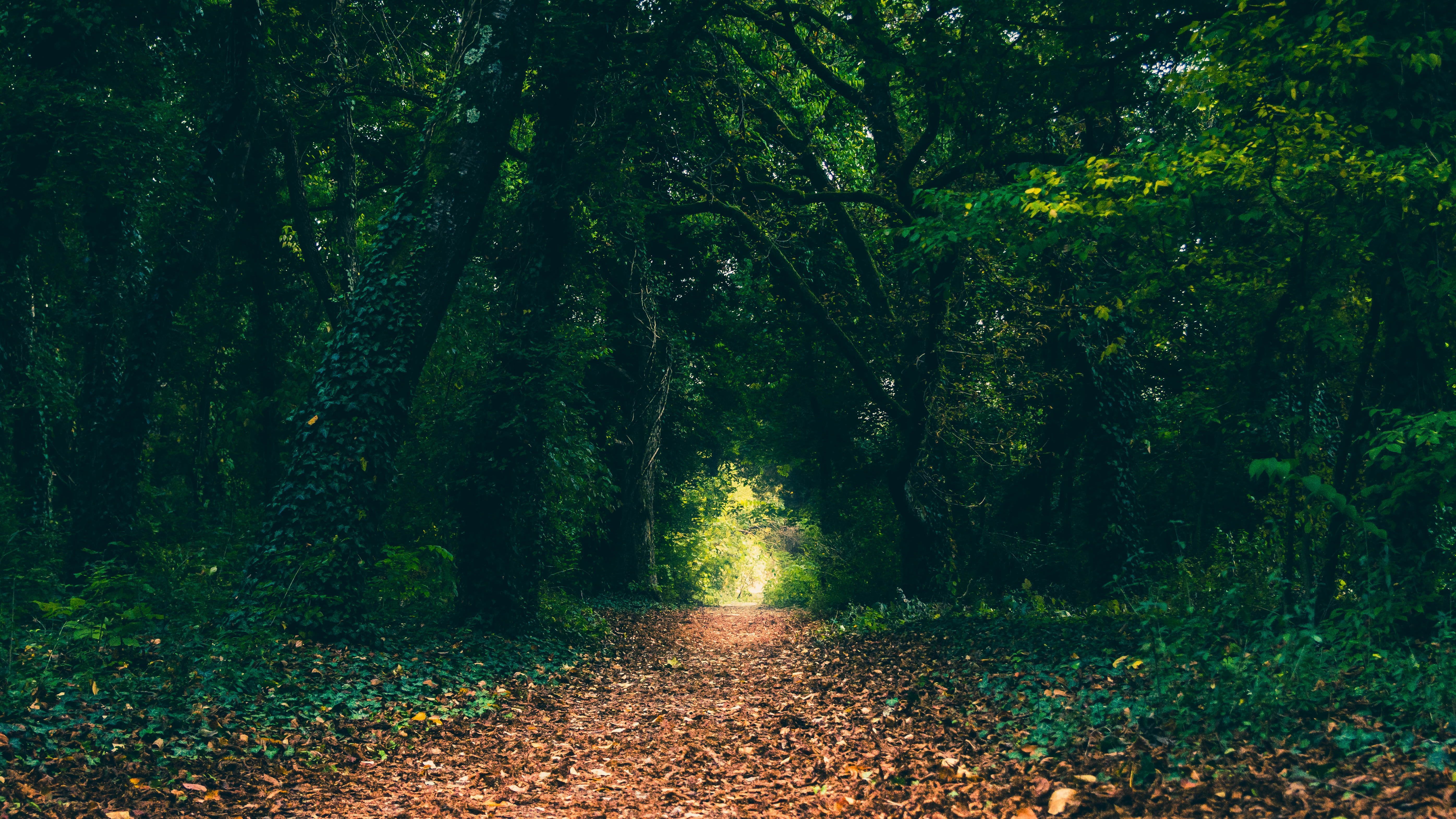 green trees #forest #path #leaves #trees #nature K #wallpaper
