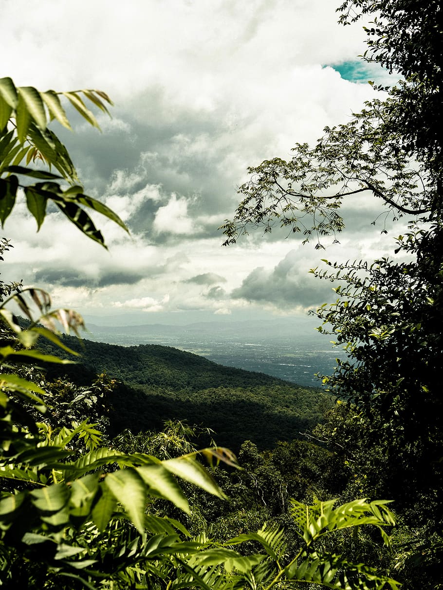 thailand, chiang mai, mountain, trees, wallpaper, summer, forest