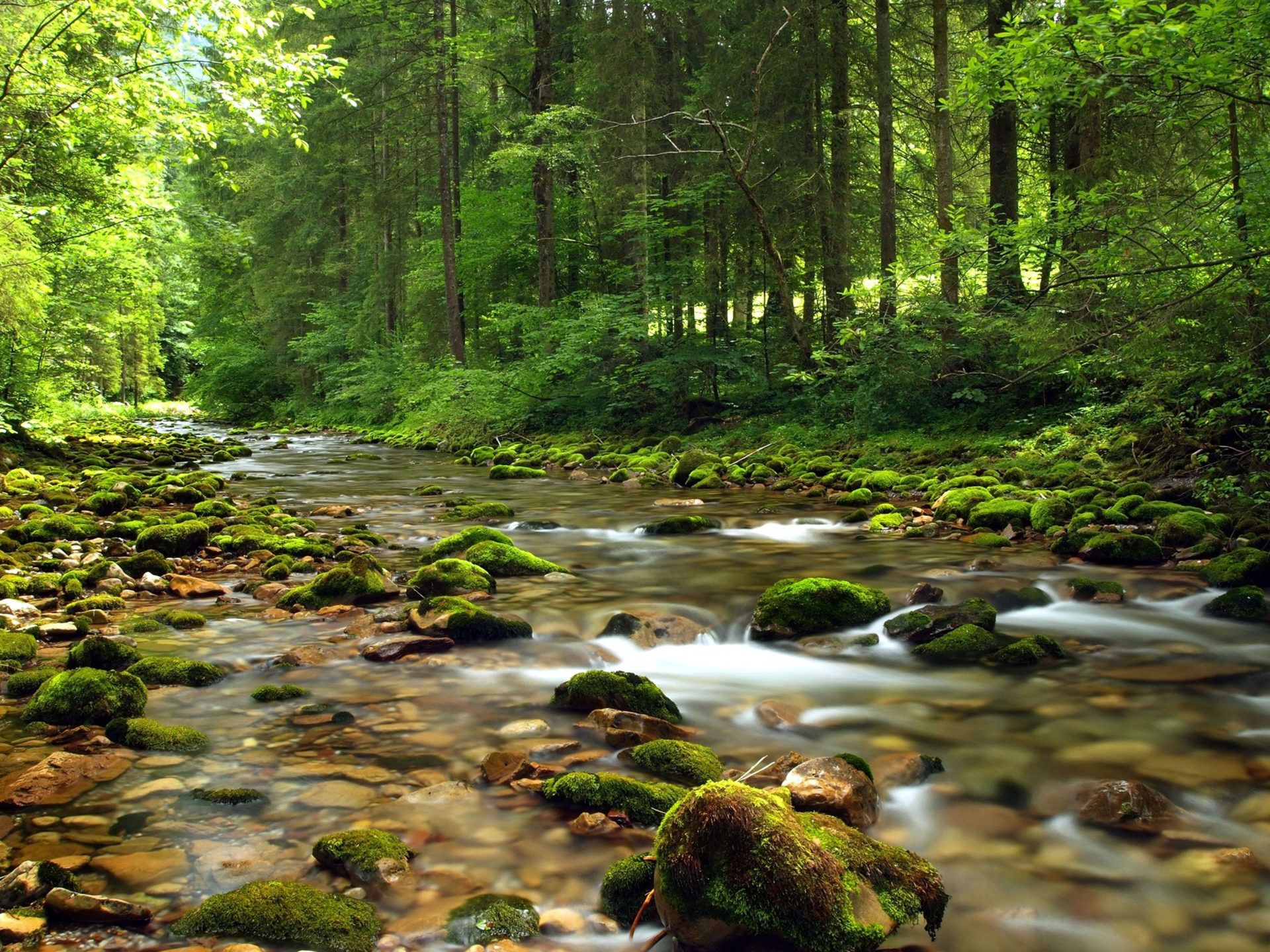 Mountain Stream River Gravel Covered With Green Moss Clear Water