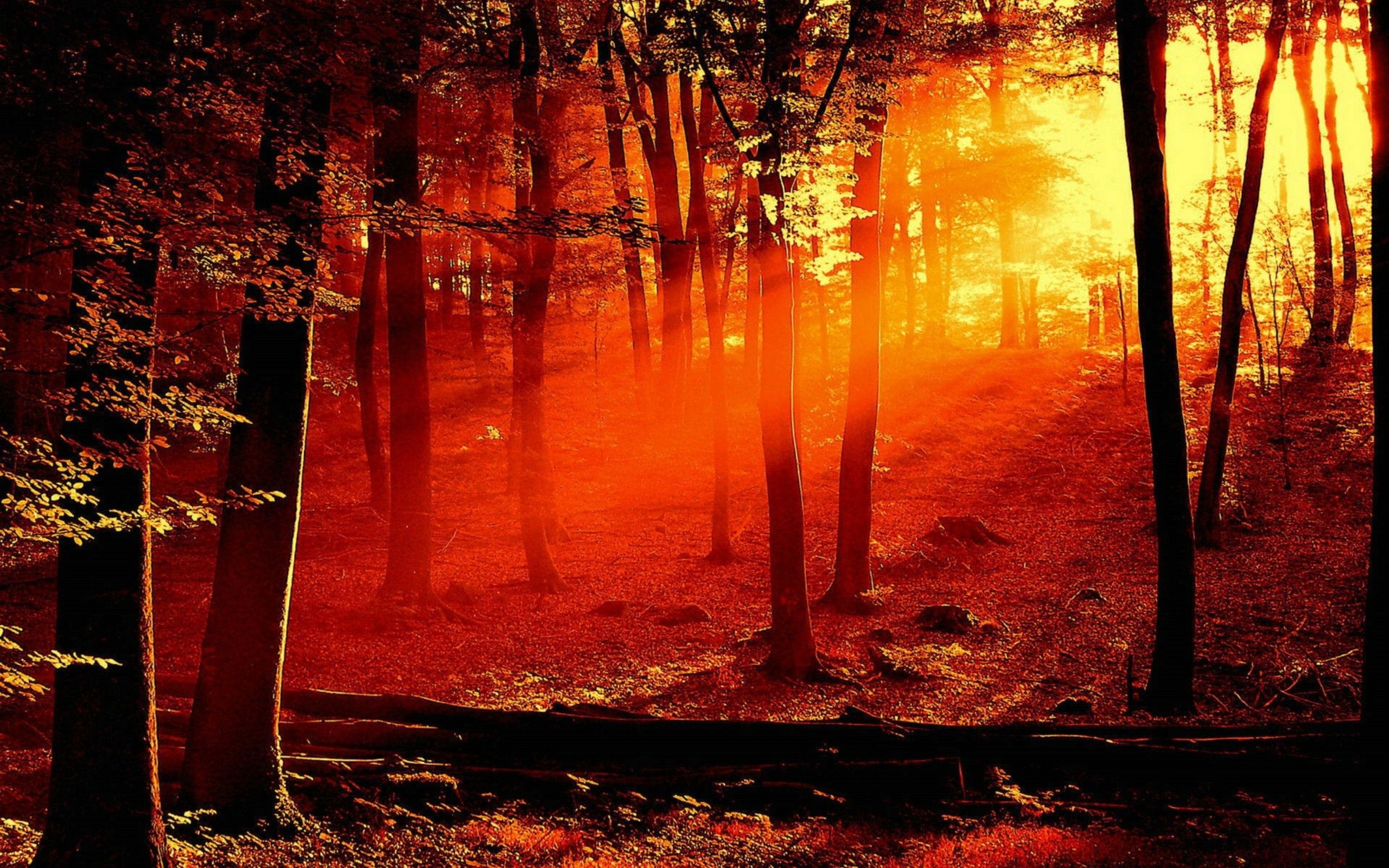 Forest Fire Wallpaper