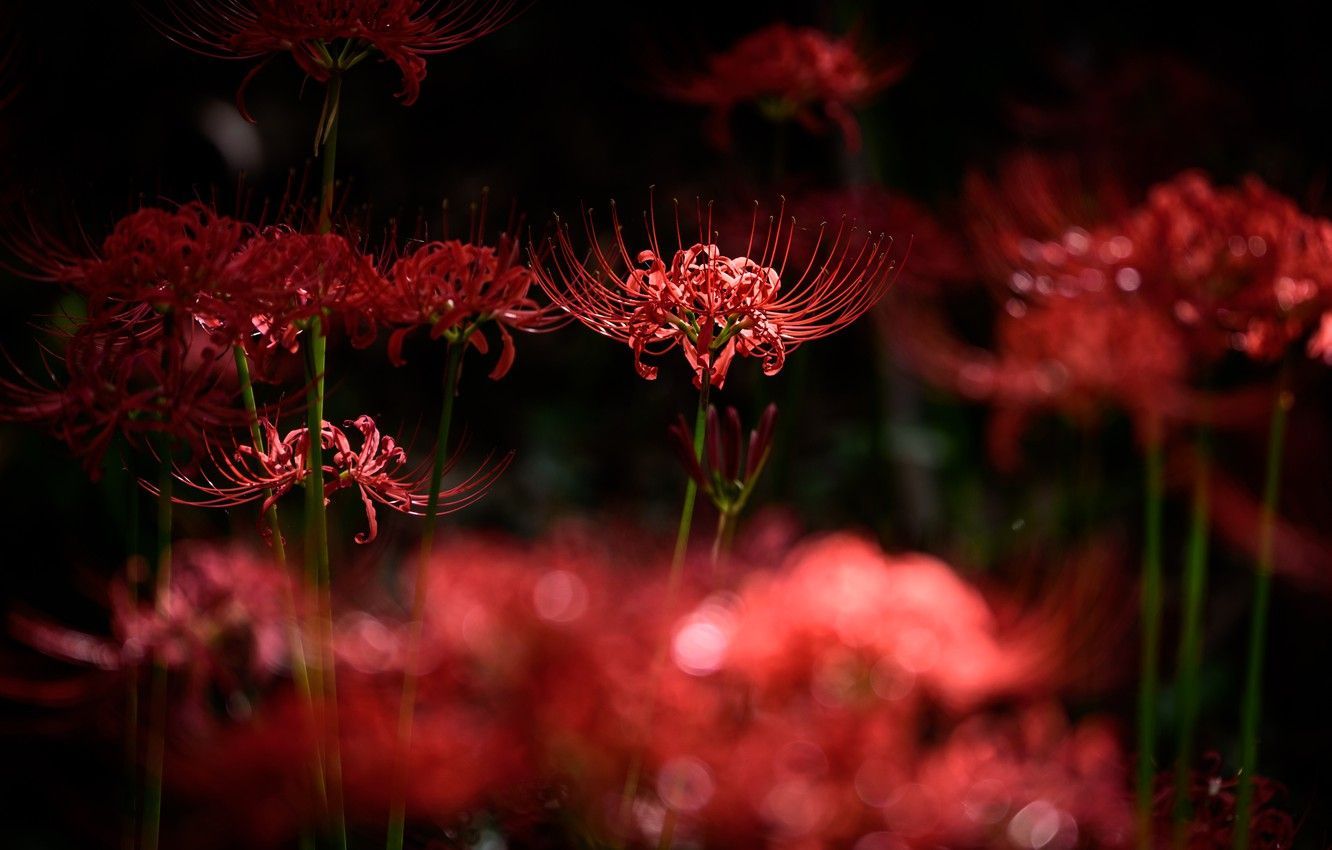 downloadhigh contrast on red spider lily wallpapers
