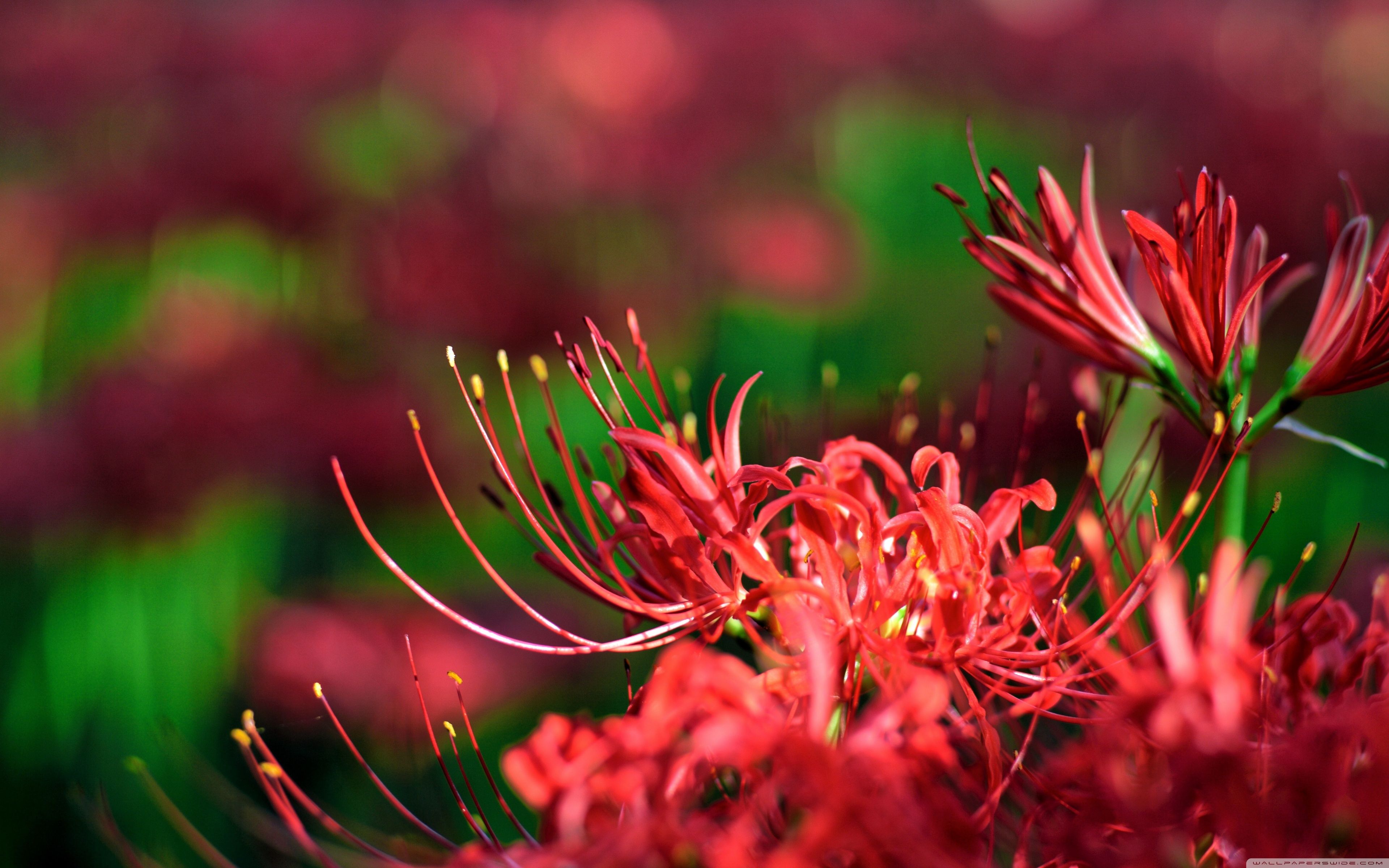 Red Spider Lily Pictures  Download Free Images on Unsplash