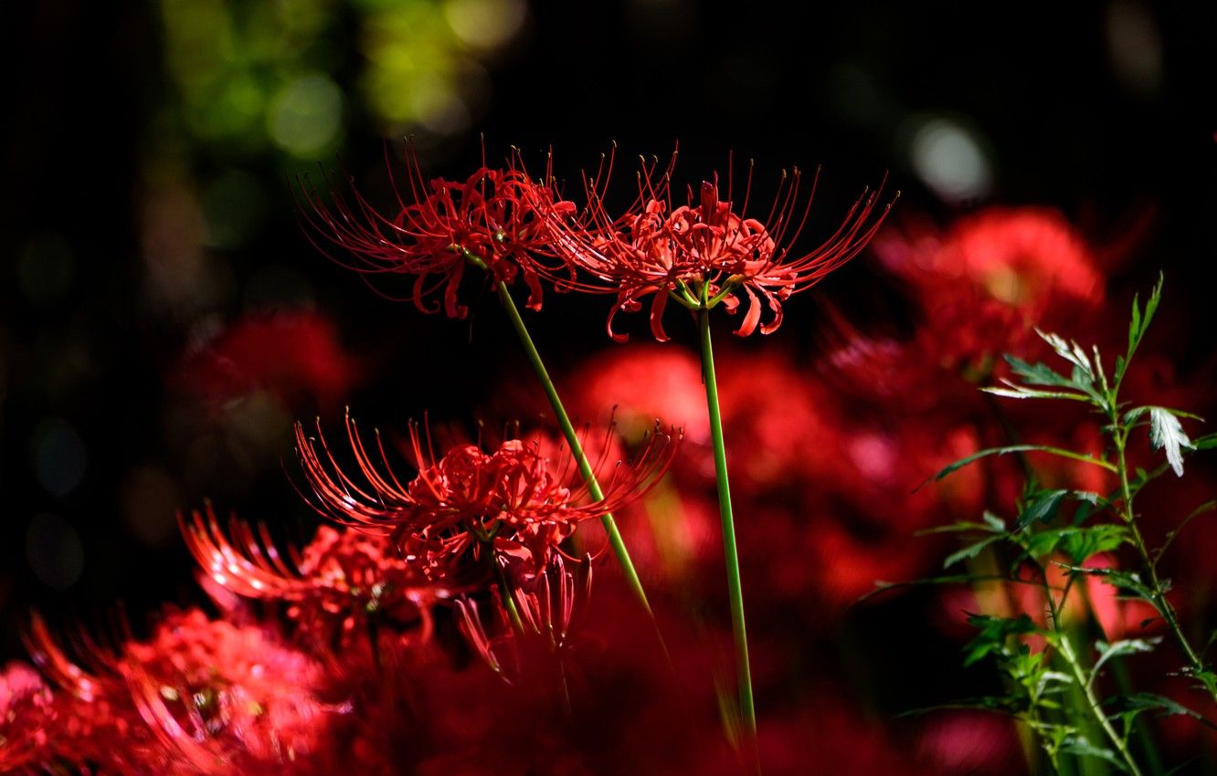 Wallpaper light, flowers, the dark background, red, bokeh, he lost