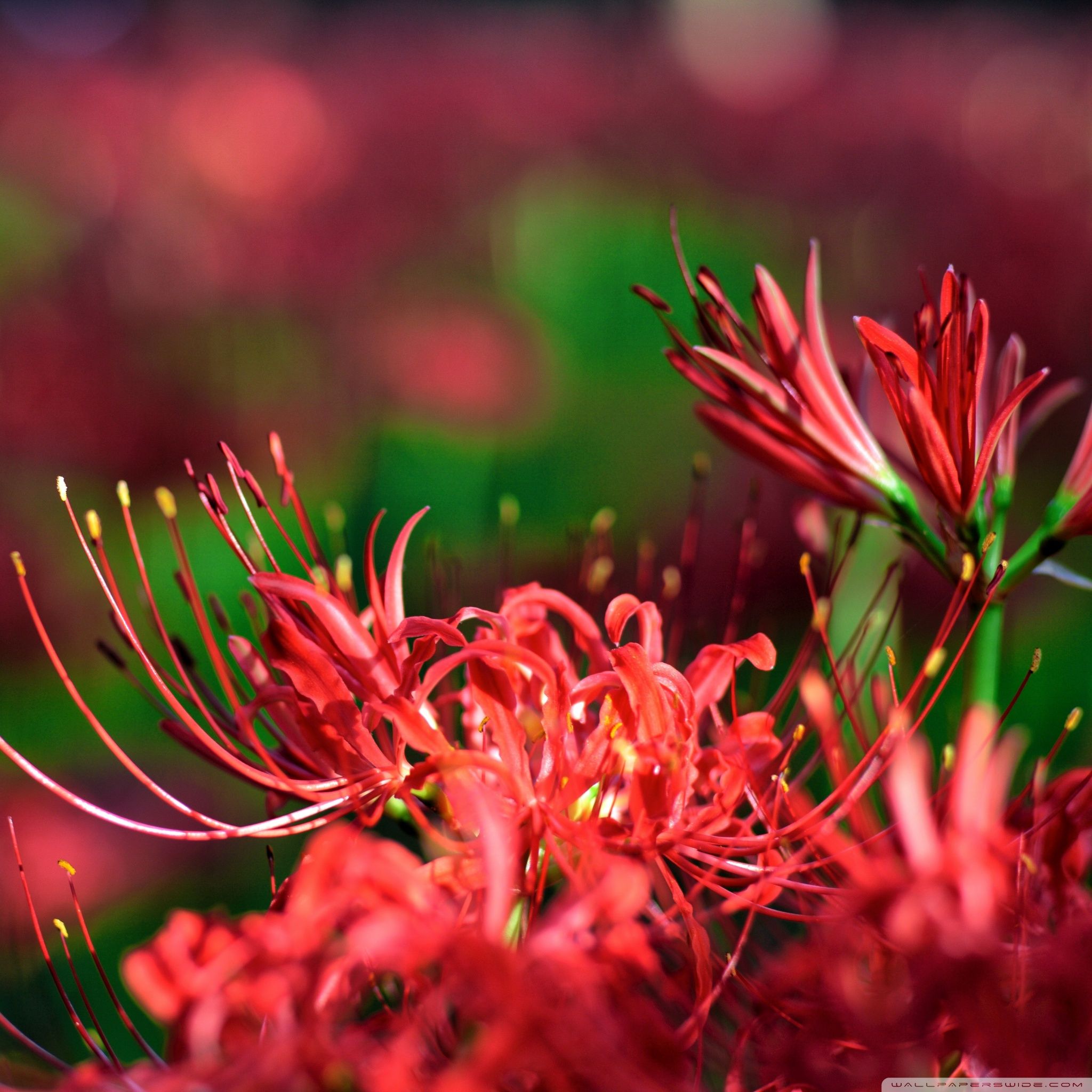 Spider lily flower petals red HD phone wallpaper  Peakpx