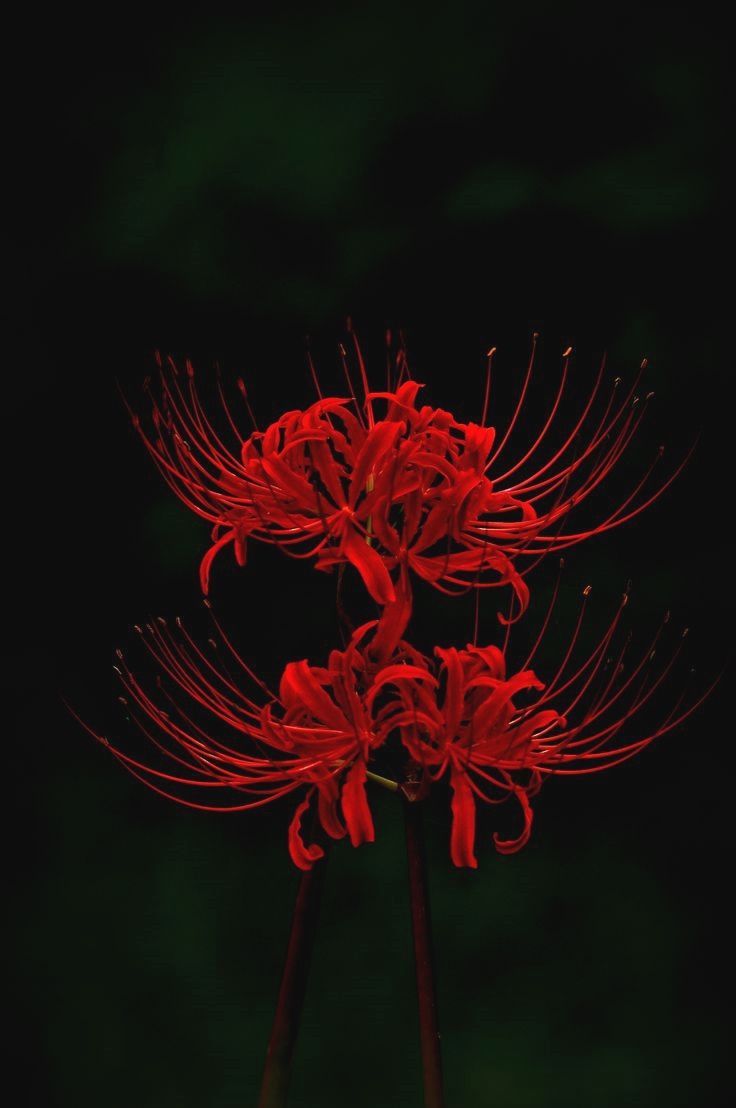 Premium Photo  Beautiful red spider lily in the field