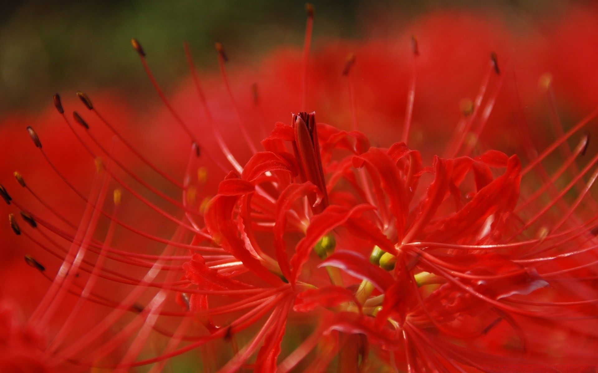 Red Spider Lily Wallpaper