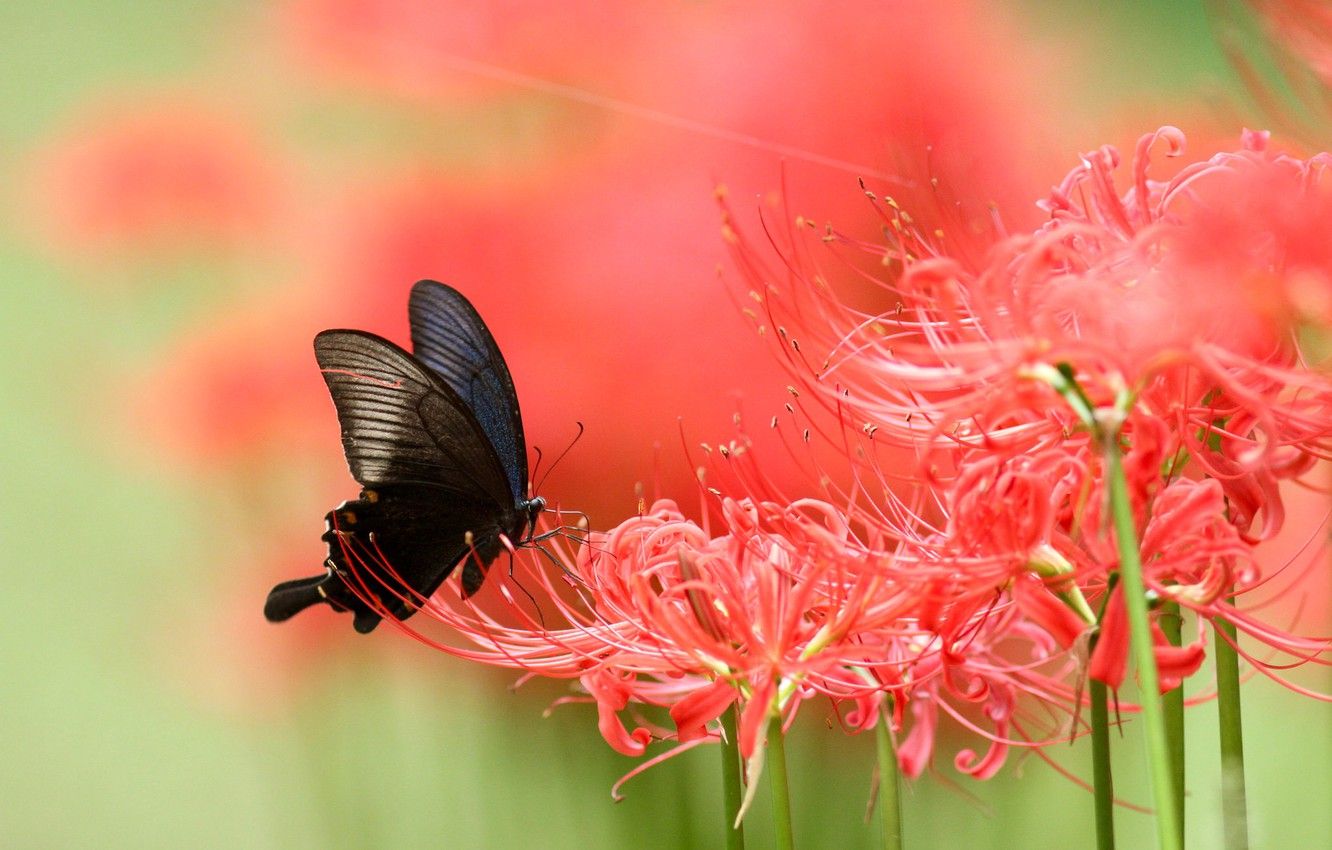 Wallpaper macro, flowers, butterfly, Lily, blur, red, black