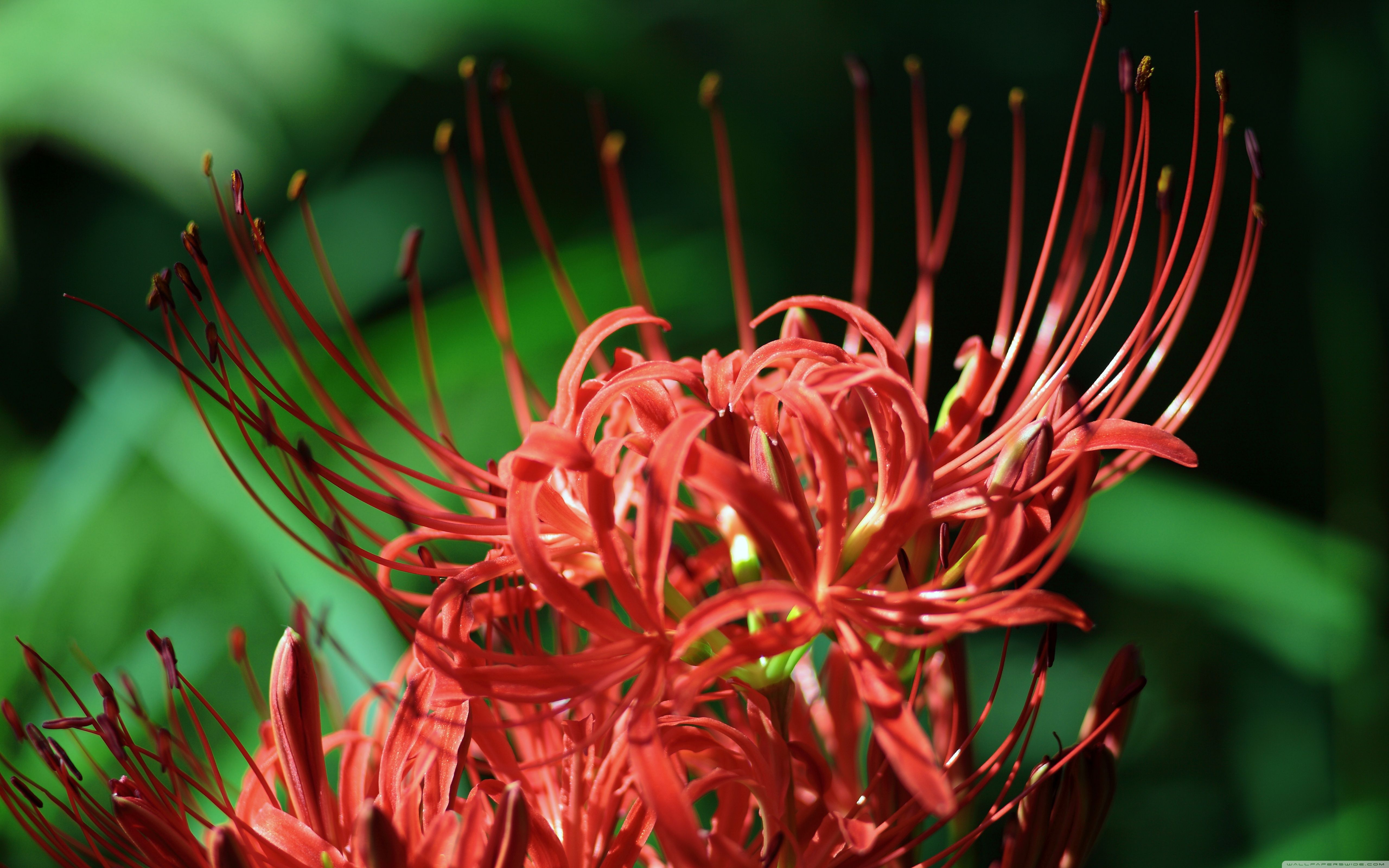 Red Spider Lily, Lycoris Radiata Ultra HD Desktop Background