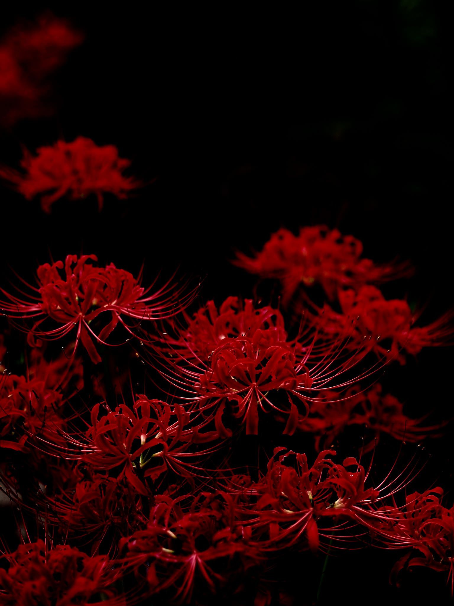 Best 彼岸花 曼珠沙華 image. Red spider lily, Chinese art