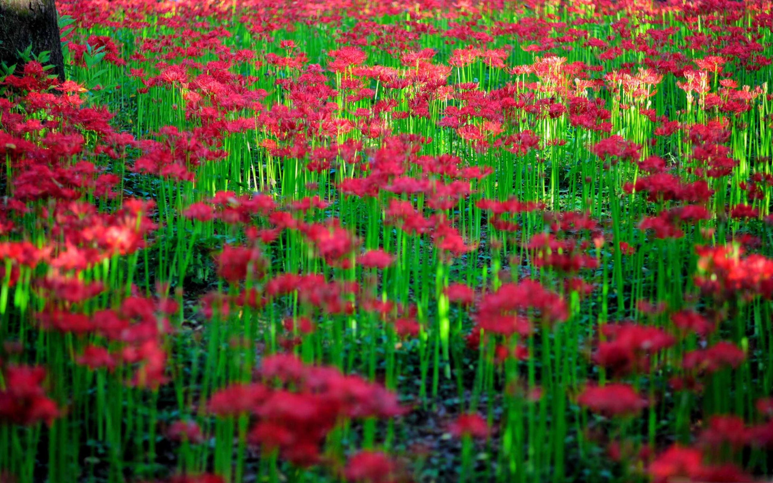 Red Spider Lily Field Mac Wallpaper Download